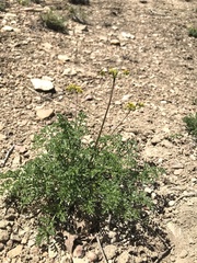 Lomatium grayi