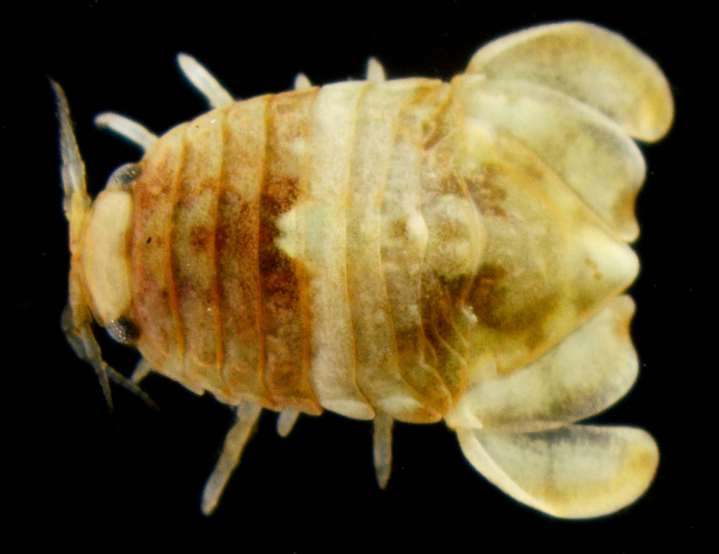 Exosphaeroma amplicauda