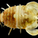 Spherical Isopods - Photo (c) smithsonian_marinegeo, some rights reserved (CC BY-NC-SA), uploaded by smithsonian_marinegeo