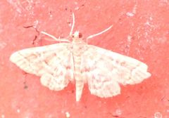 Anageshna