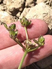 Lomatium grayi