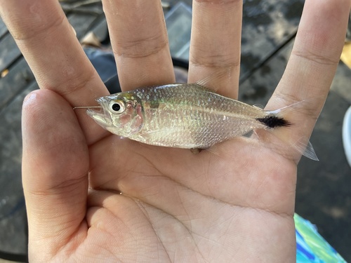 Pinto's sabretooth tetra (Oligosarcus pintoi) — Characidae — 4