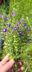 Scutellaria wrightii