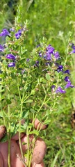 Scutellaria wrightii