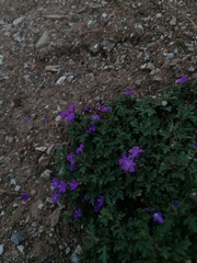 Geranium potentillifolium