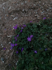 Geranium potentillifolium