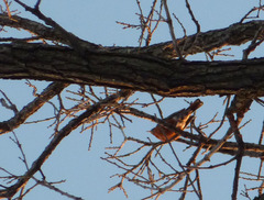 Turdus migratorius