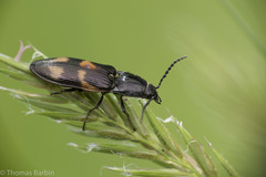 Selatosomus suckleyi