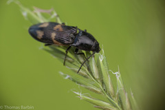 Selatosomus suckleyi