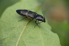 Selatosomus suckleyi