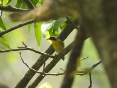 Geothlypis trichas