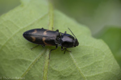 Selatosomus suckleyi