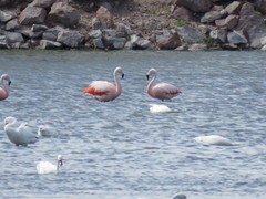 Phoenicopterus chilensis
