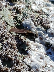 Oedoparena