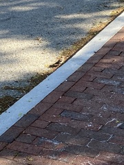 Passer domesticus