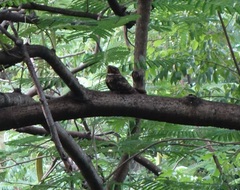 Chordeiles gundlachii