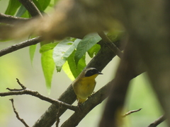 Geothlypis trichas