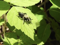 Laphria flavicollis