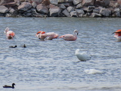Phoenicopterus chilensis