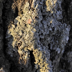 Punctelia caseana