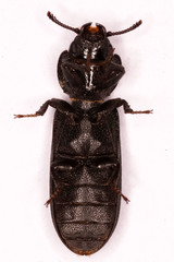 Trogossitinae