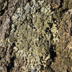 Punctelia caseana
