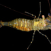 Barred Shrimp - Photo (c) smithsonian_marinegeo, some rights reserved (CC BY-NC-SA), uploaded by smithsonian_marinegeo