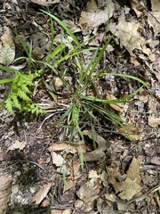 Carex digitalis