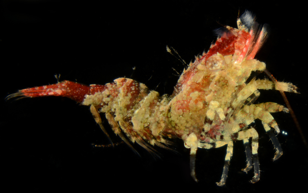 Blunt Blade Shrimp