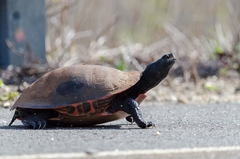 Pseudemys rubriventris