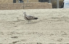 Larus californicus
