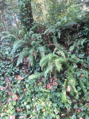 Polystichum munitum