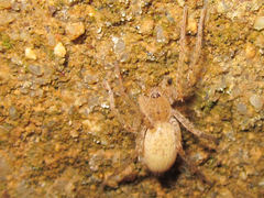 Anyphaenidae