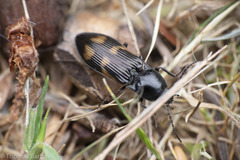 Selatosomus suckleyi