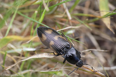 Selatosomus suckleyi