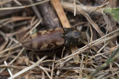 Prosternon bombycinum