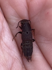 Platydracus mysticus