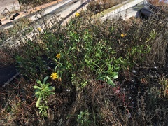 Grindelia stricta angustifolia