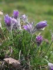 Pulsatilla vulgaris