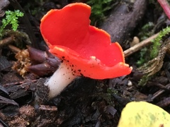 Sarcoscypha coccinea