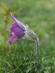 Pulsatilla vulgaris