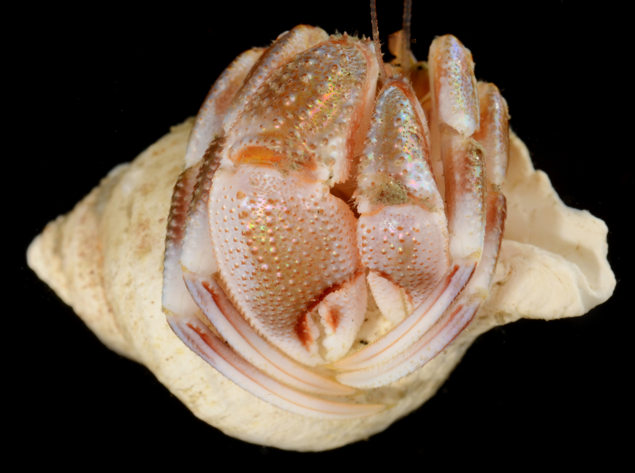 Alaskan Hermit Crab (Pagurus ochotensis) · iNaturalist