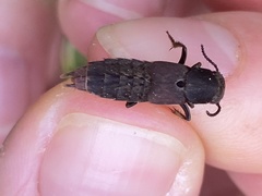 Platydracus mysticus