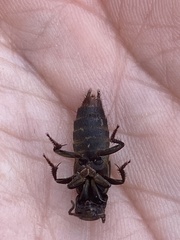 Platydracus mysticus