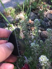 Lepidium heterophyllum