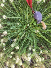 Lepidium heterophyllum