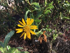 Grindelia stricta angustifolia