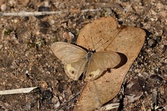 Hypocysta pseudirius