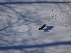 Odocoileus virginianus