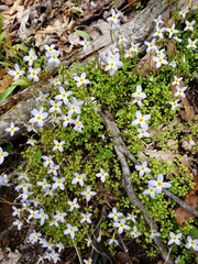 Houstonia caerulea